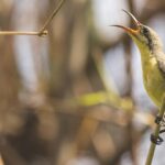 Satpura National Park