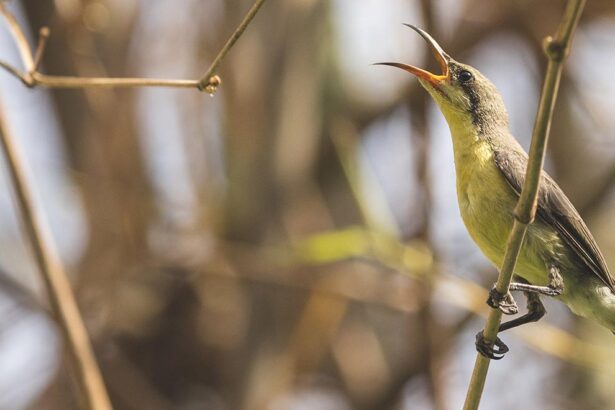 Satpura National Park