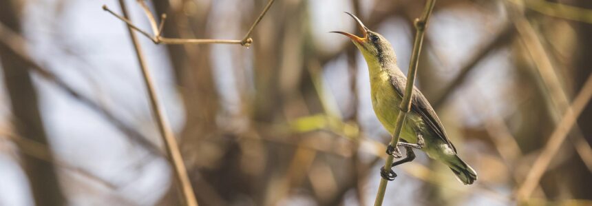 Satpura National Park