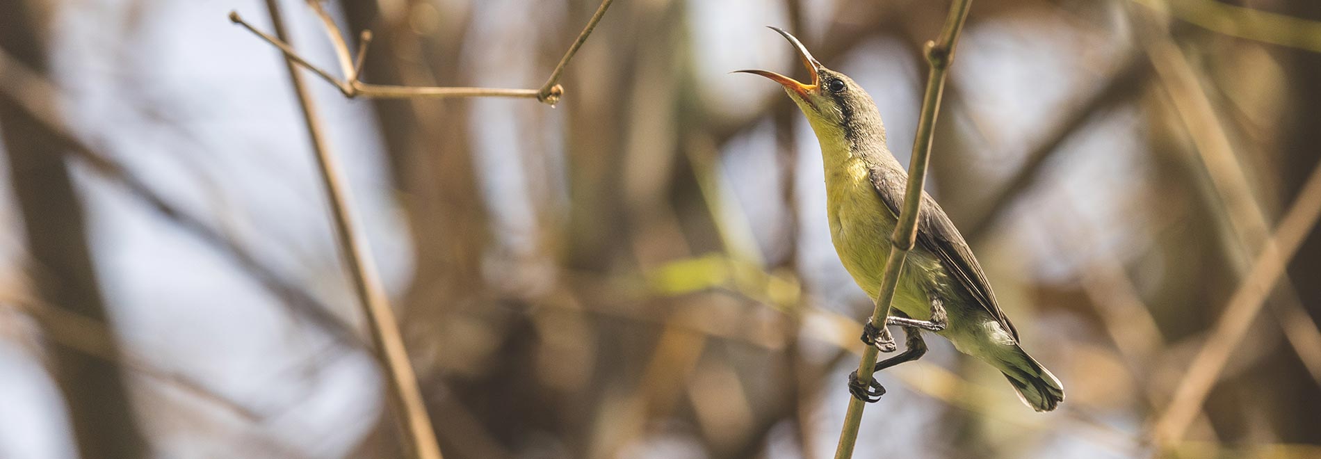 Satpura National Park