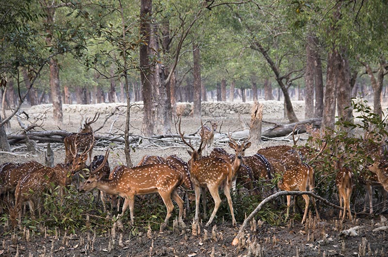 sundarban national park