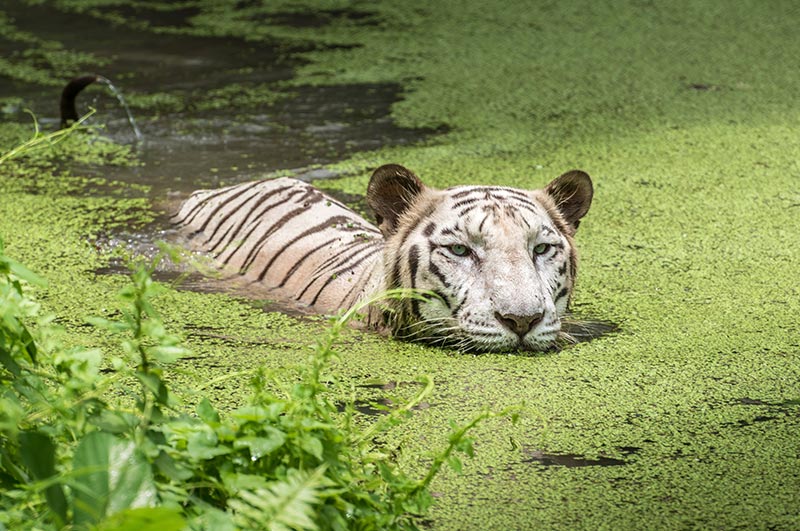 sundarban national park