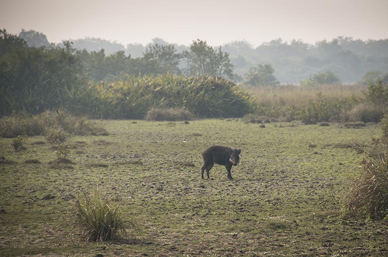 sundarban national park