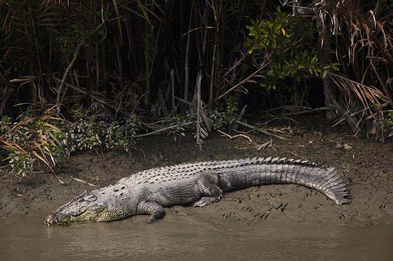 sundarban national park