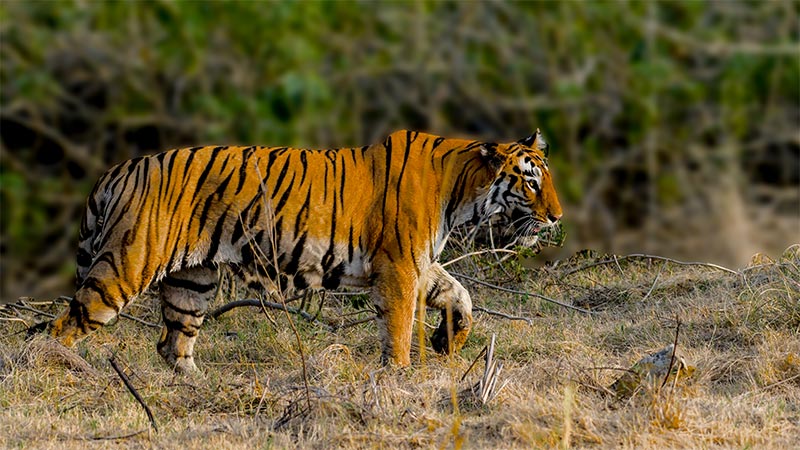 tadoba national park