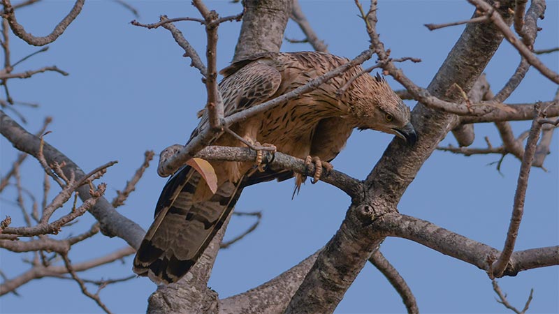 tadoba national park