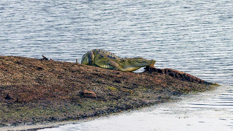 tadoba national park