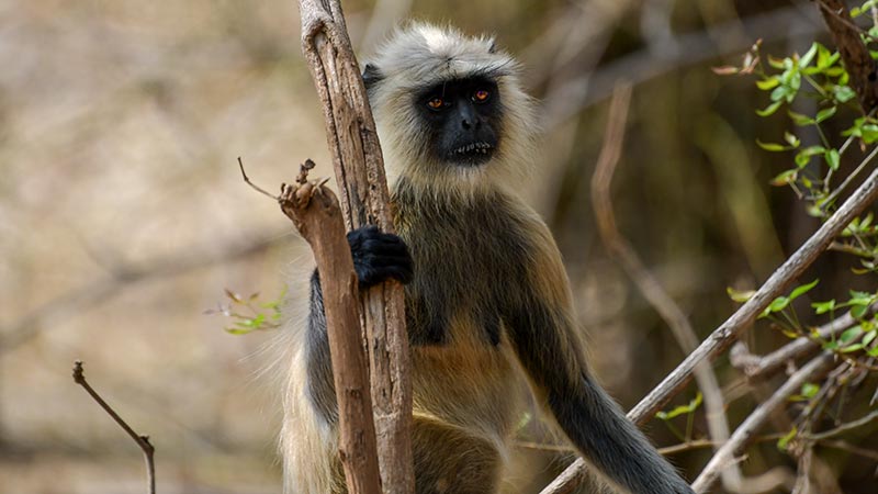 tadoba national park