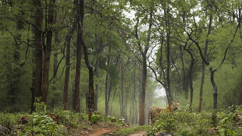 tadoba national park