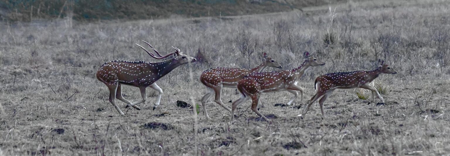 Tadoba National park