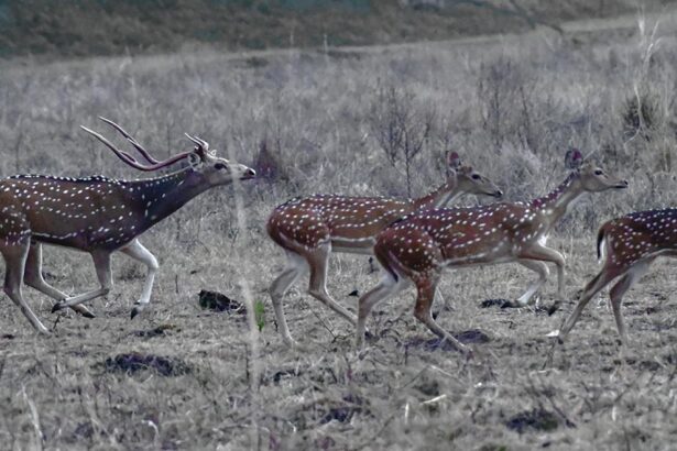 Tadoba National park