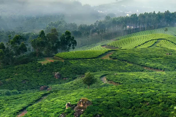 outdorrkeeda-munnar