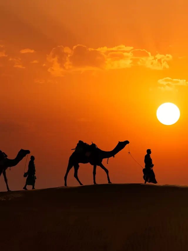 Top Camel Safari Destinations in India: Explore the Desert Wilderness