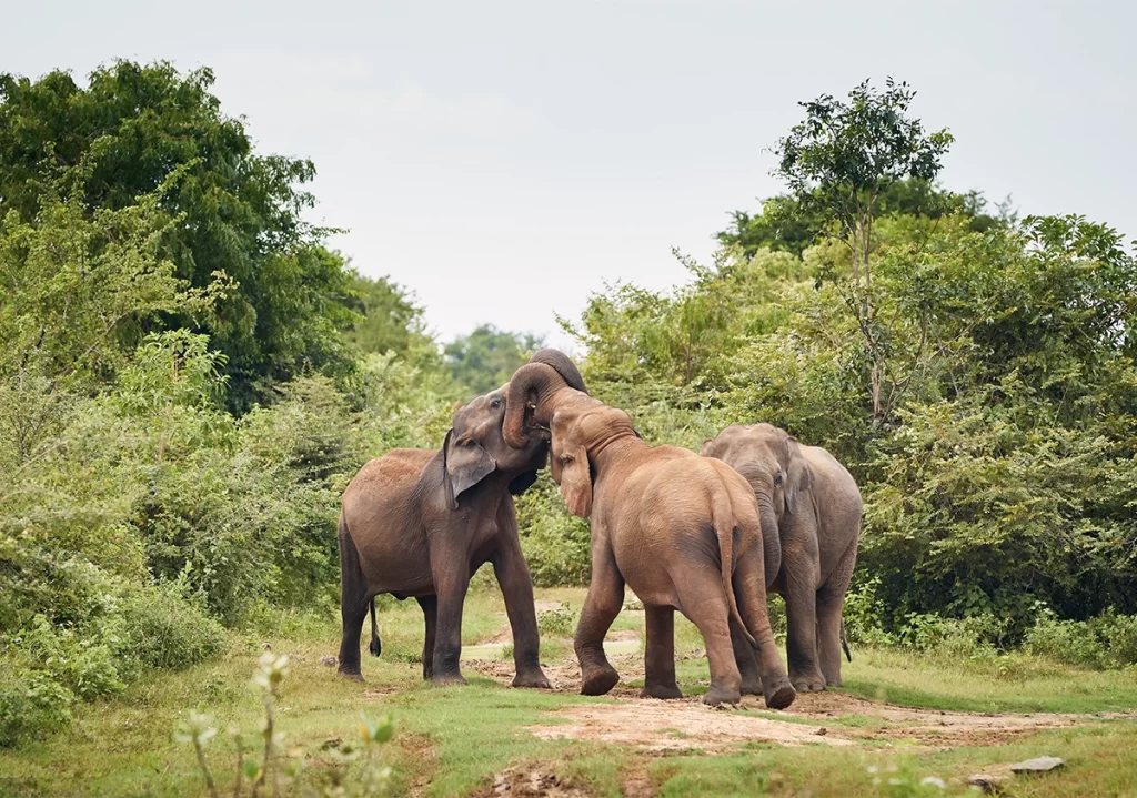 Top 10 National Parks in India to Explore This February