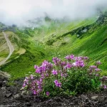 valley of flowers