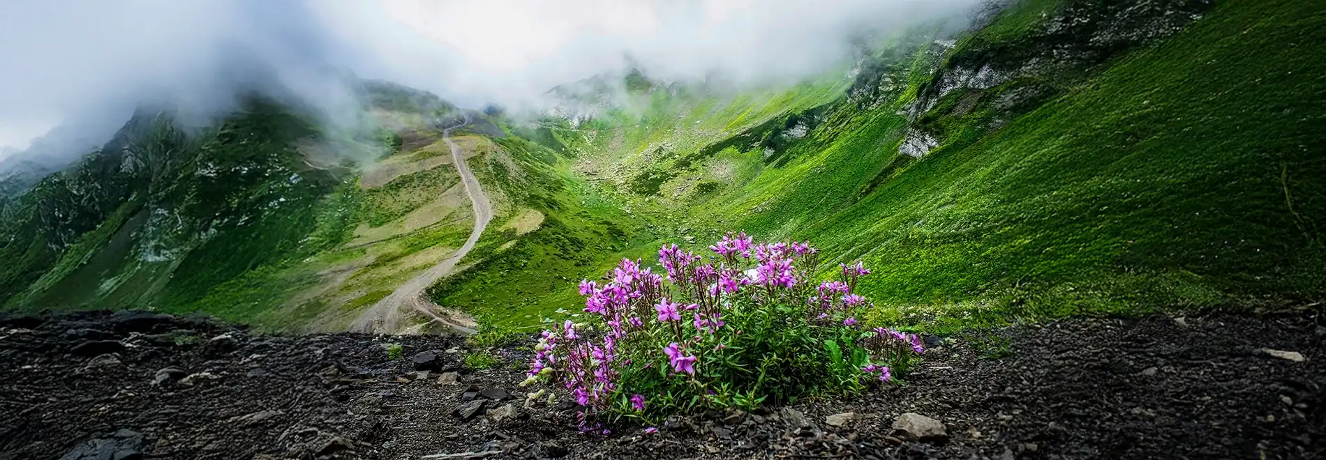 valley of flowers